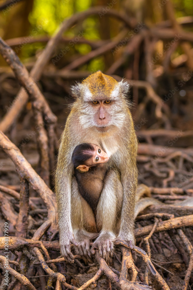 wild monkey at the mangrove of Langkawi, Malaysia wild monkey at the mangrove of Langkawi, Malaysia