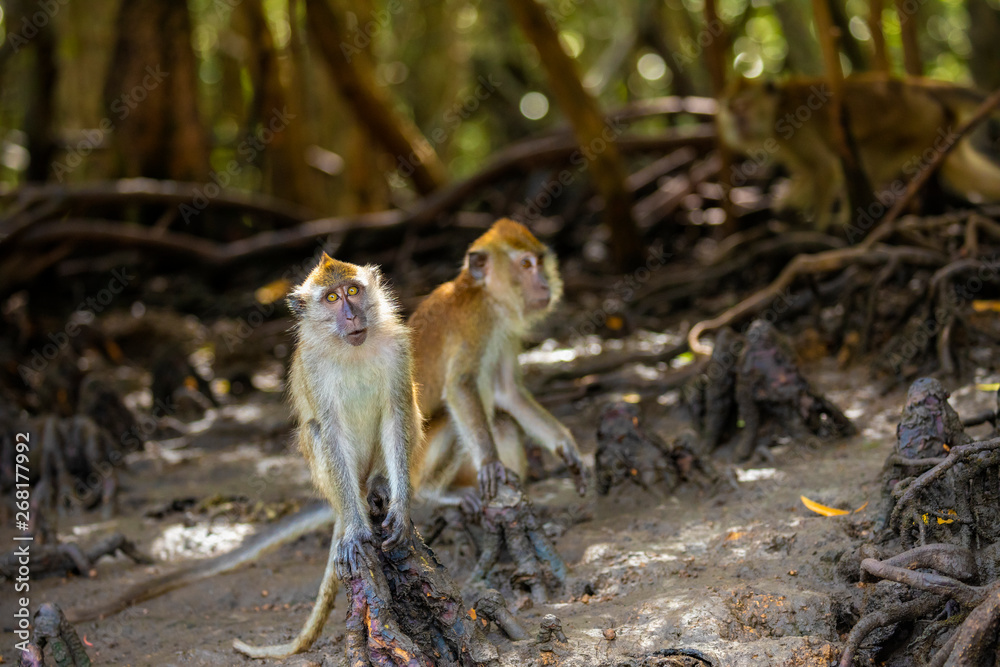 wild monkey at the mangrove of Langkawi, Malaysia
