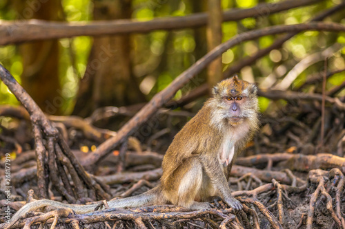 wild monkey at the mangrove of Langkawi, Malaysia