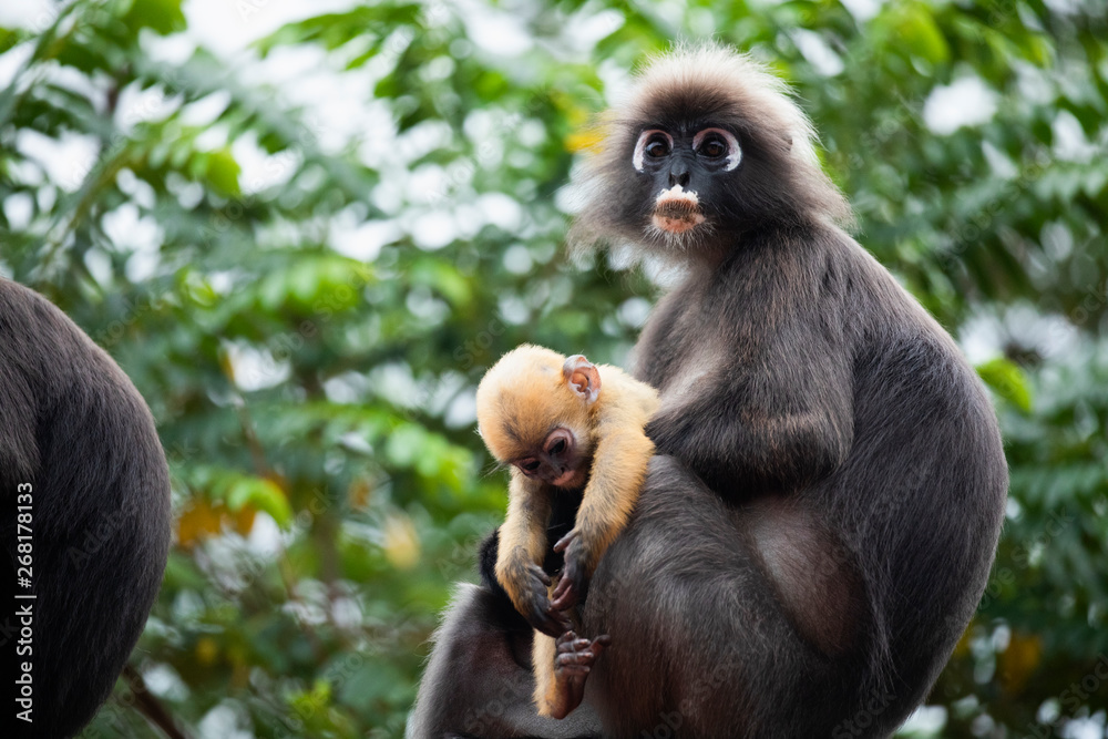 Family of dusky leaf monkey or spectacled langur with yellow baby monkey sitting on the tree. Trachypithecus obscurus
