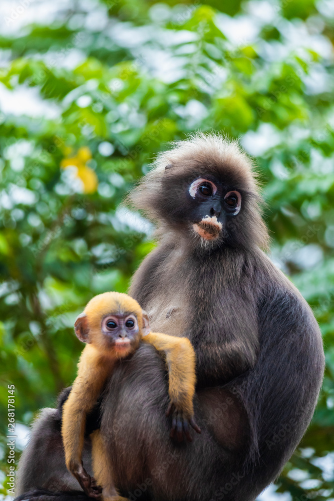Family of dusky leaf monkey or spectacled langur with yellow baby monkey sitting on the tree. Trachypithecus obscurus