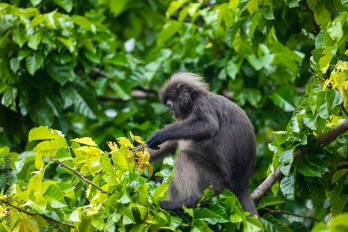 langur monkey wildlife sitting in a tree