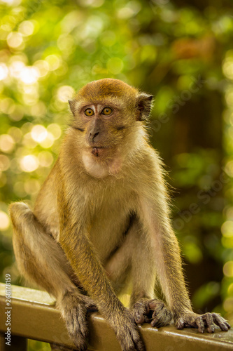 Long tailed Macaque in Malaysia
