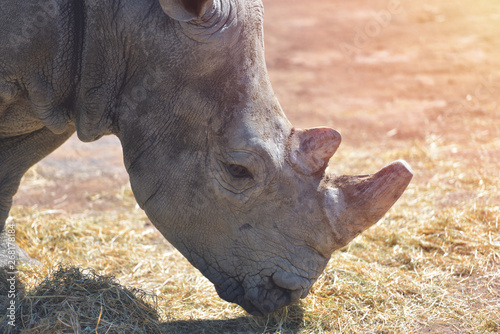 Portrait of a cute male bull white Rhino also called african rhinoceros with cut horn from zoo