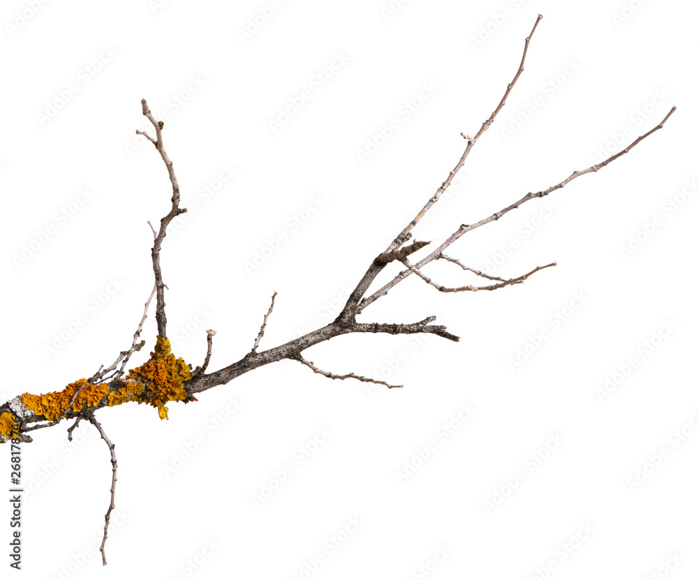 Fototapeta premium A branch of old dry wood is covered with a yellow lichen. Isolated on a white background.