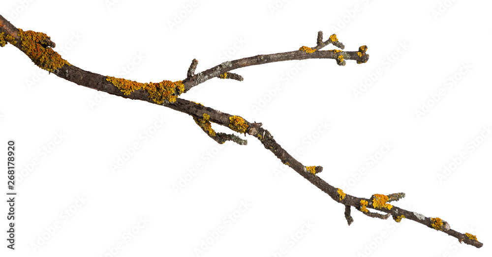 A branch of old dry wood is covered with a yellow lichen. Isolated on a white background. A branch of old dry wood is covered with a yellow lichen. Isolated on a white background.