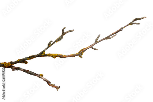 A branch of old dry wood is covered with a yellow lichen. Isolated on a white background.