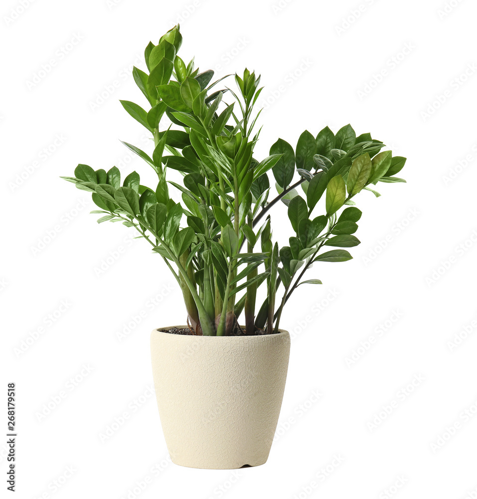 Pot with Zamioculcas home plant on white background Stock Photo | Adobe  Stock