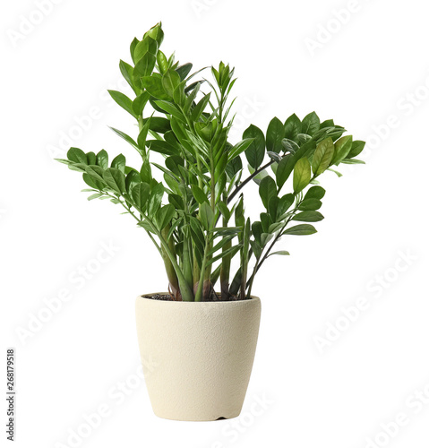 Pot with Zamioculcas home plant on white background photo