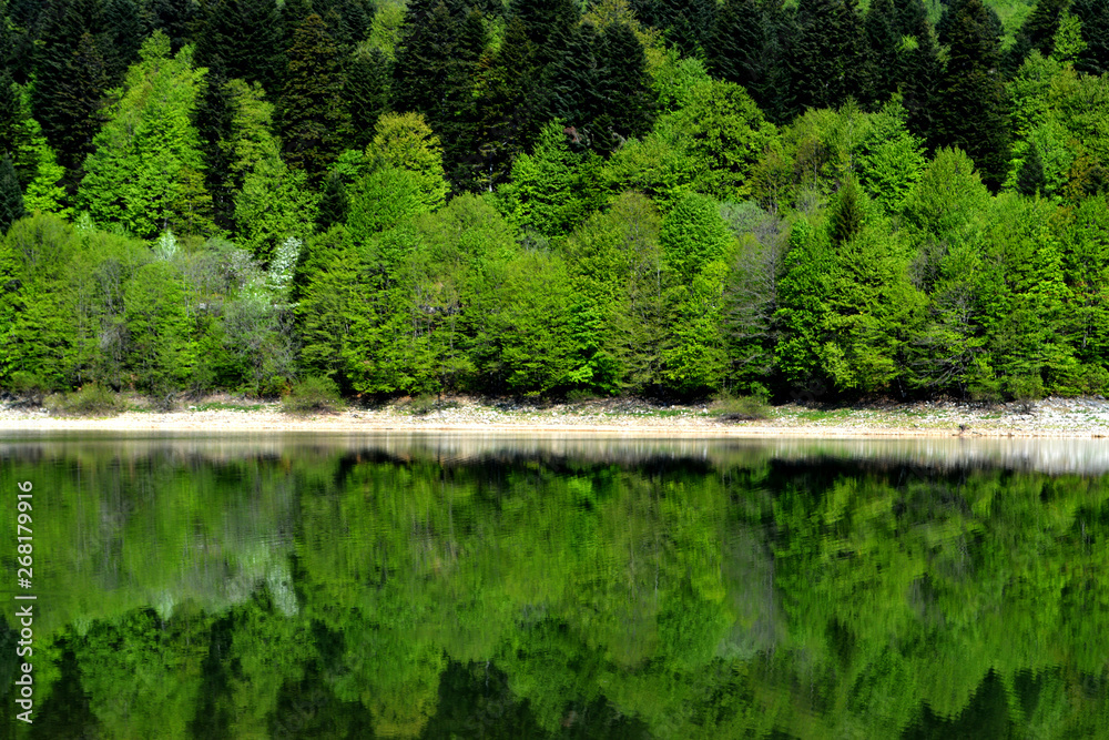 reflection of forest in the lake reflection of forest in the lake