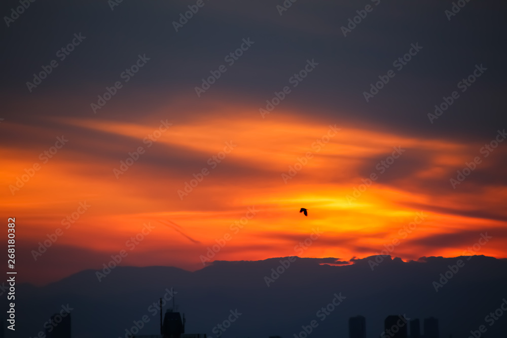 Fototapeta premium sunset over the geese