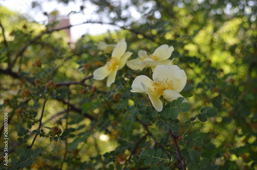 yellow flowers in the garden