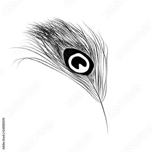 Peacock feather in minimal line drawing.