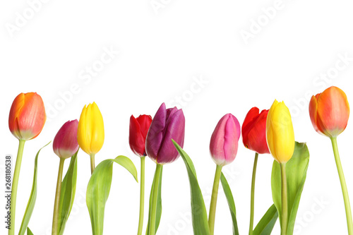 Beautiful bright tulips on white background. Spring flowers