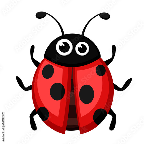 Ladybug beetle on a white. The form of the top.