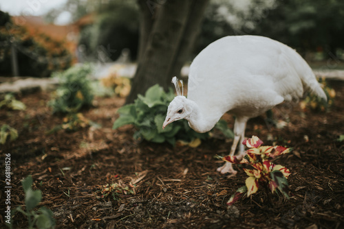 white peacock hen