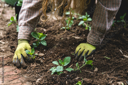 Gardener plants herbs in garden soil photo