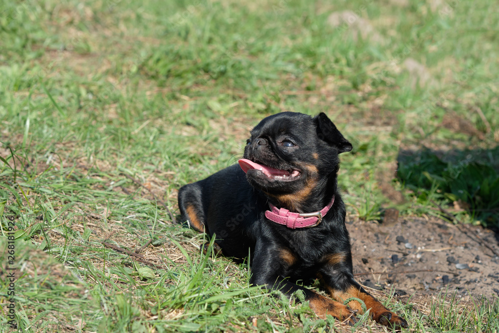 portrait of Black Petit Brabancon on the green grass