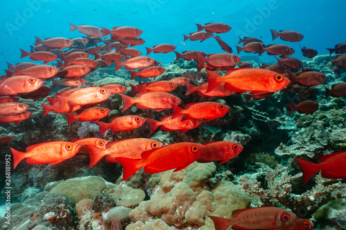Red fish