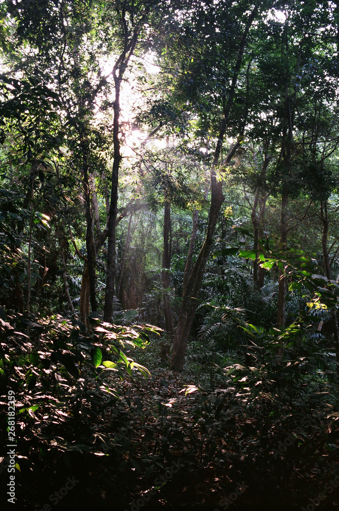 Jungle in Thailand Jungle in Thailand