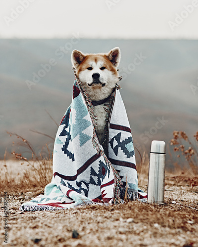 Portait of Akita inu dog covered with blanket. photo