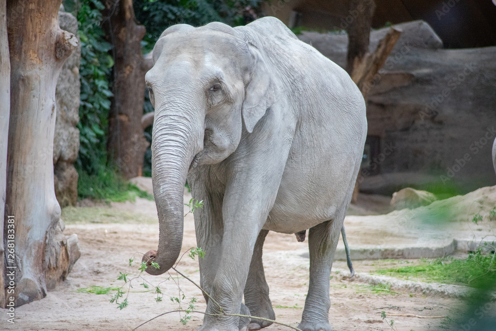 Fototapeta premium Elephant in a Zoo
