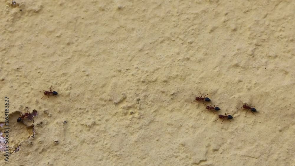 journey in the realm of animals, ant, ants journey in the realm of animals, ant, ants