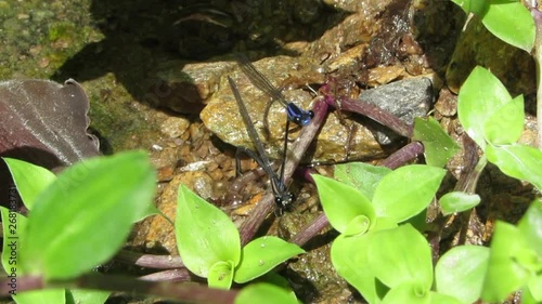 two dragonflies mating photo