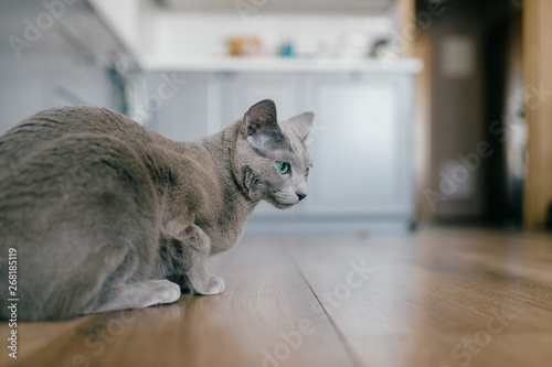 Foto Adorable russian blue cat with funny emotional muzzle and big blue eyes lifestyle portrait in home interior
