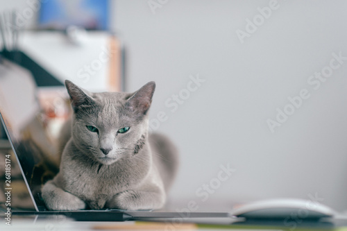 Beautiful russian blue cat with funny emotional muzzle lying on keayboard of notebook and relaxing in home interior on gray background. Breeding adorable playful pussycat   resting on laptop. photo