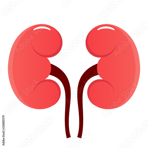 Kidney vector icon