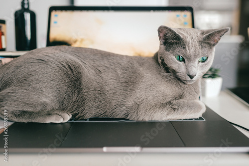 Beautiful russian blue cat with funny emotional muzzle lying on keayboard of notebook and relaxing in home interior on gray background. Breeding adorable playful pussycat   resting on laptop. © benevolente