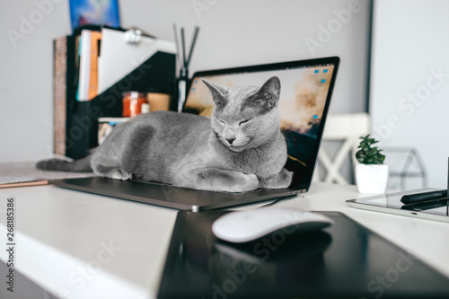 Beautiful russian blue cat with funny emotional muzzle lying on keayboard of notebook and relaxing in home interior on gray background. Breeding adorable playful pussycat   resting on laptop.