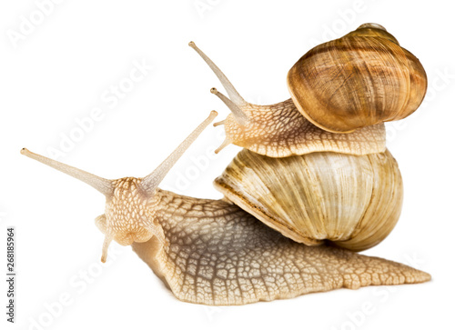 Two garden snails isolated on white. Small snail riding on big one.