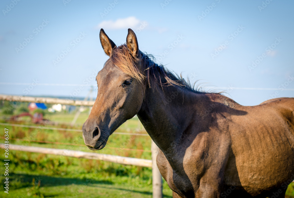 Obraz premium portrait of trakehner foal in the summer