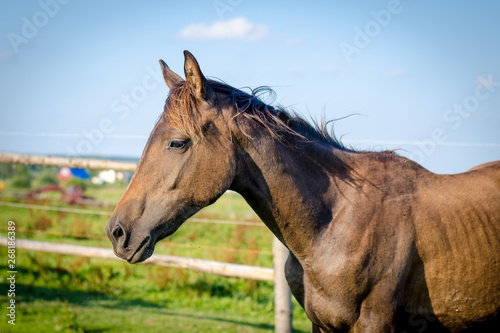 portrait of trakehner foal in the summer