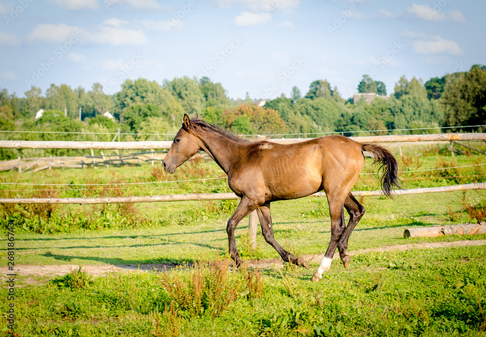 trakehner foal galloping in the summer trakehner foal galloping in the summer