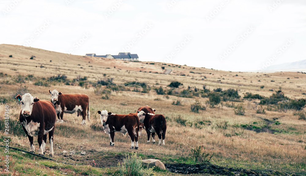 Cows Herding by the Farm Cows Herding by the Farm