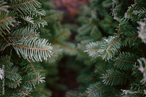 Frosty fir branches at christmas tree farm photo