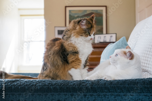 Two adult domesticcats staring at each other.