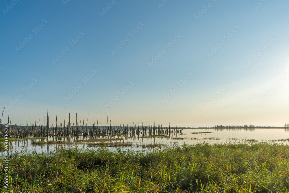 Usedom, toter Wald in Moorlandschaft an der Ostsee Usedom, toter Wald in Moorlandschaft an der Ostsee