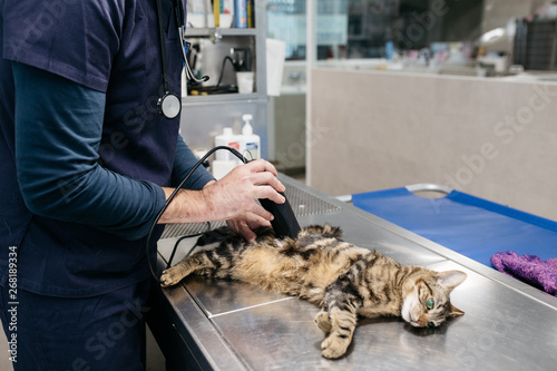 Veterinarian working with small cat photo