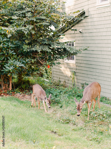 Two deer eating garden plants