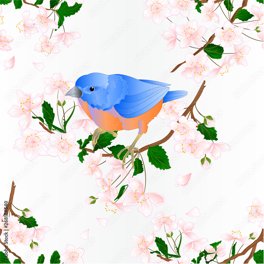 Seamless texture bird Bluebird  small thrush  songbirdons on an  branch wild Cherry wild Cherry  blue   spring background vintage vector illustration editable hand draw