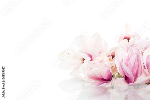 spring beautiful blooming magnolia on a white