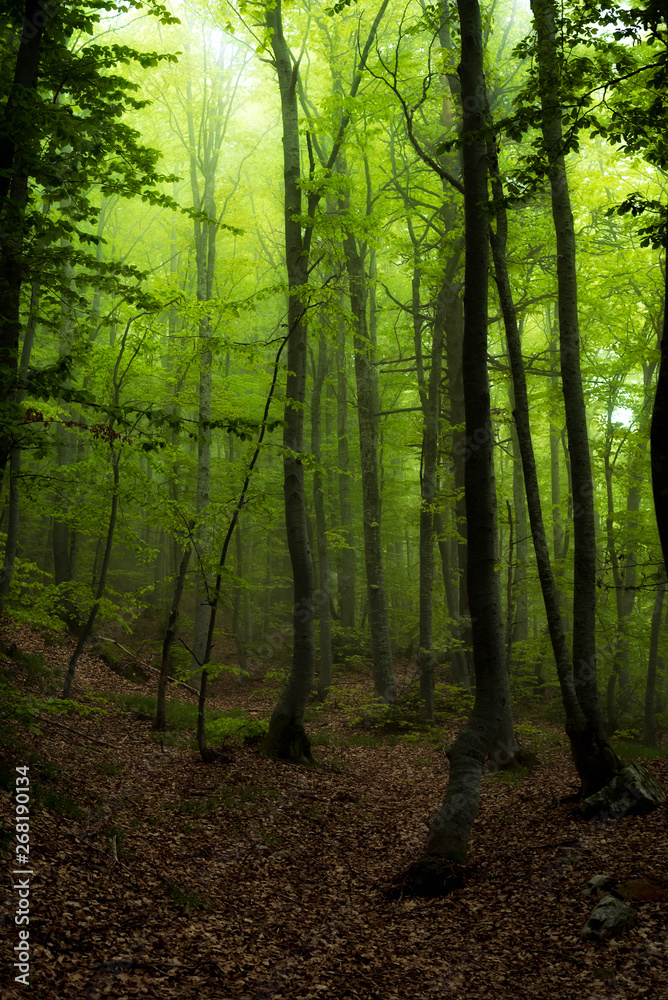 Majestic landscape of spring mountain. A view of the misty and foggy forest.