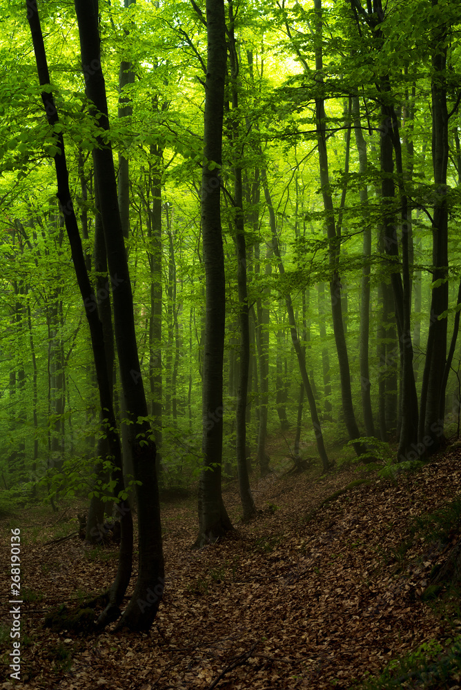 Obraz premium Majestic landscape of spring mountain. A view of the misty and foggy forest.