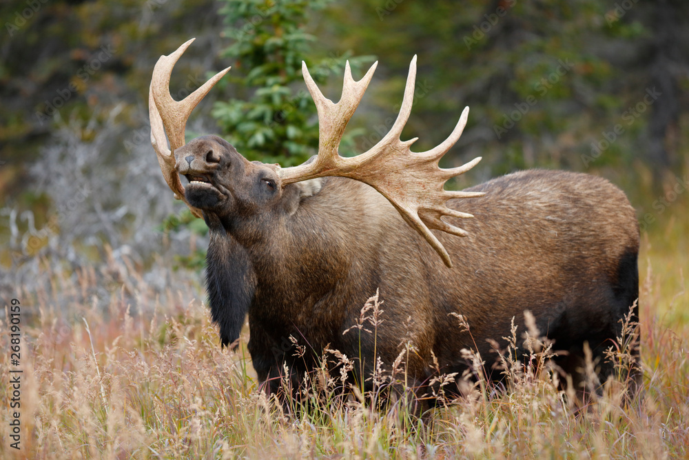 Bull Moose Bull Moose