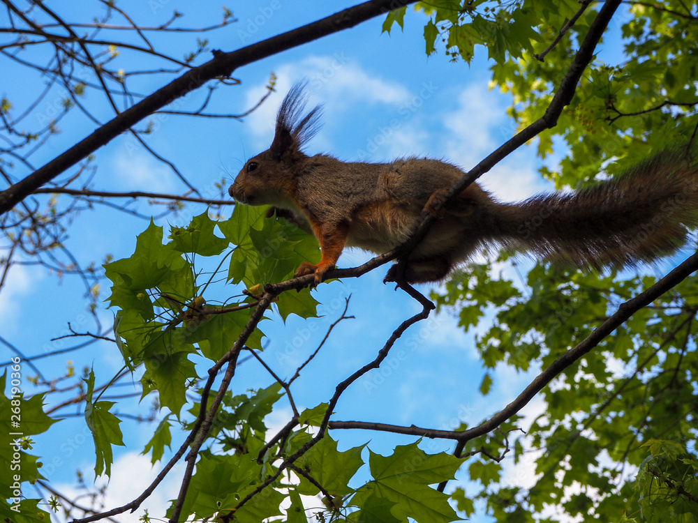 Obraz premium A squirrel is climbing on the tree branches, close view soft focus
