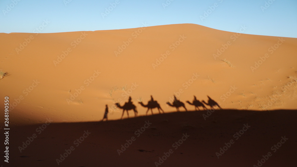 Siluetas de camellos en el desierto